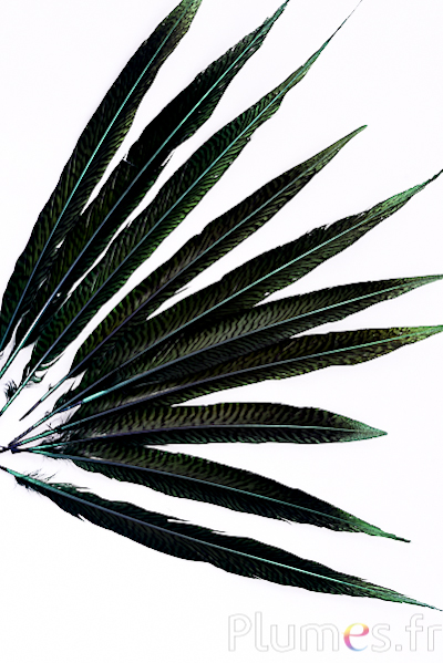 Faisan doré - 20-35 cm - vert sapin